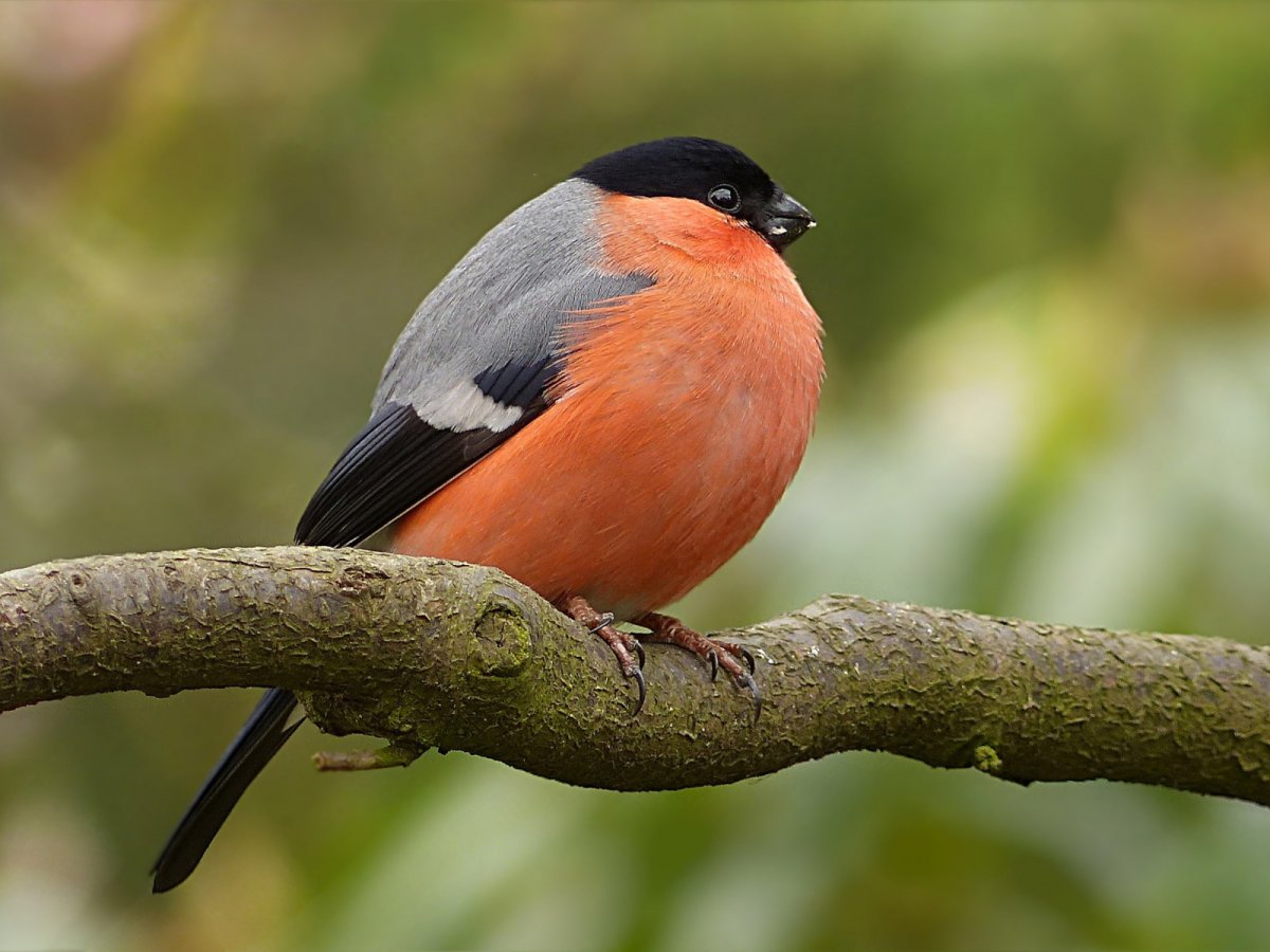 Красногрудый Снегирь