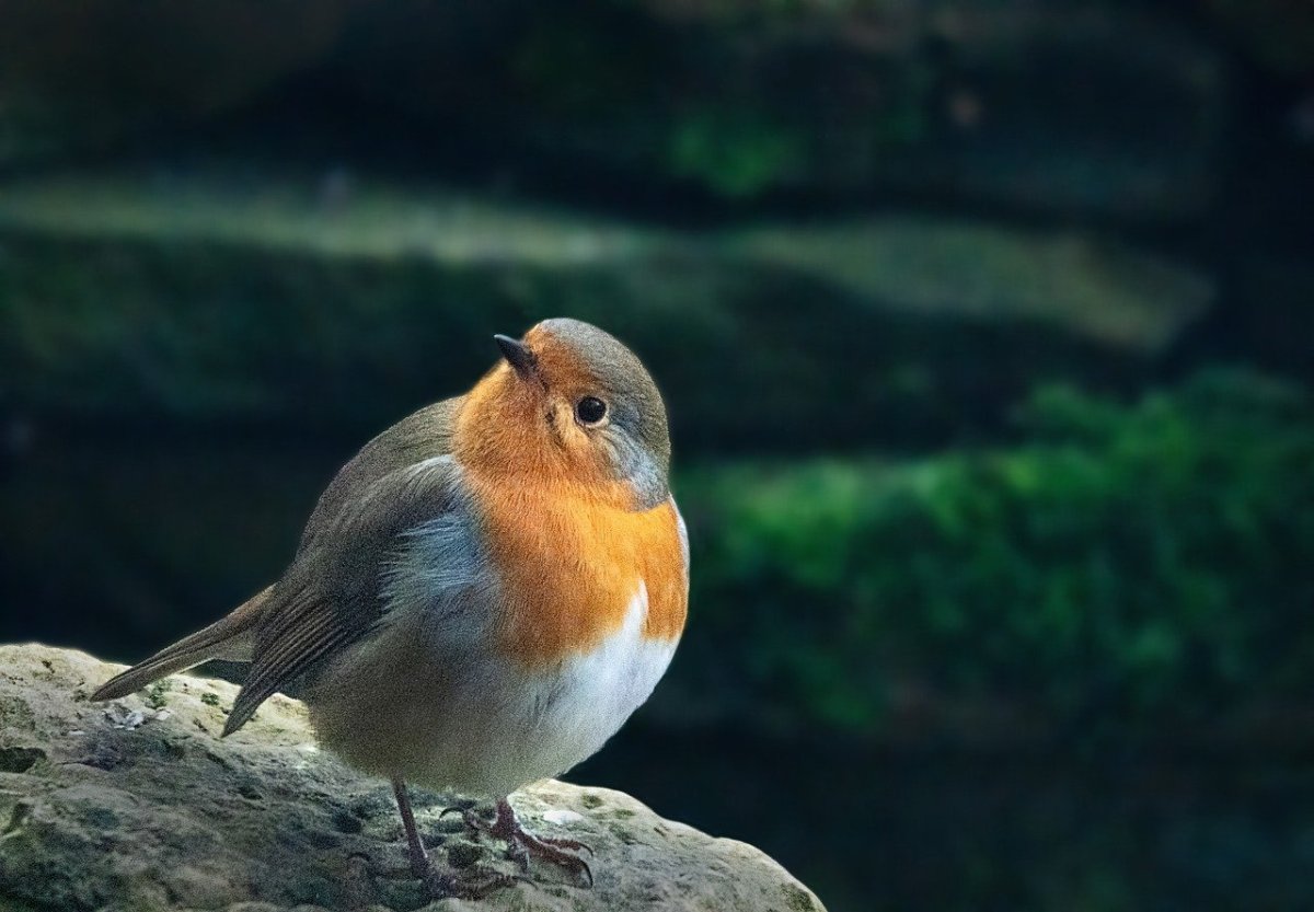 Красноперые птицы