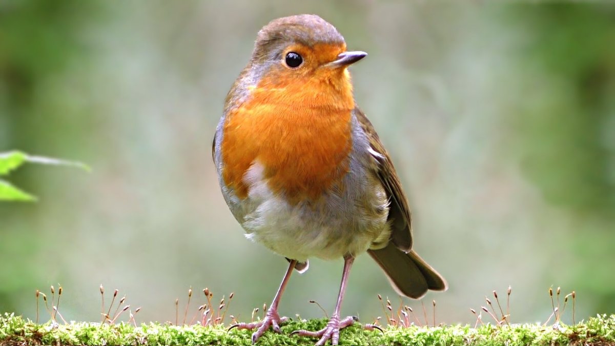 Зарянка Малиновка горихвостка