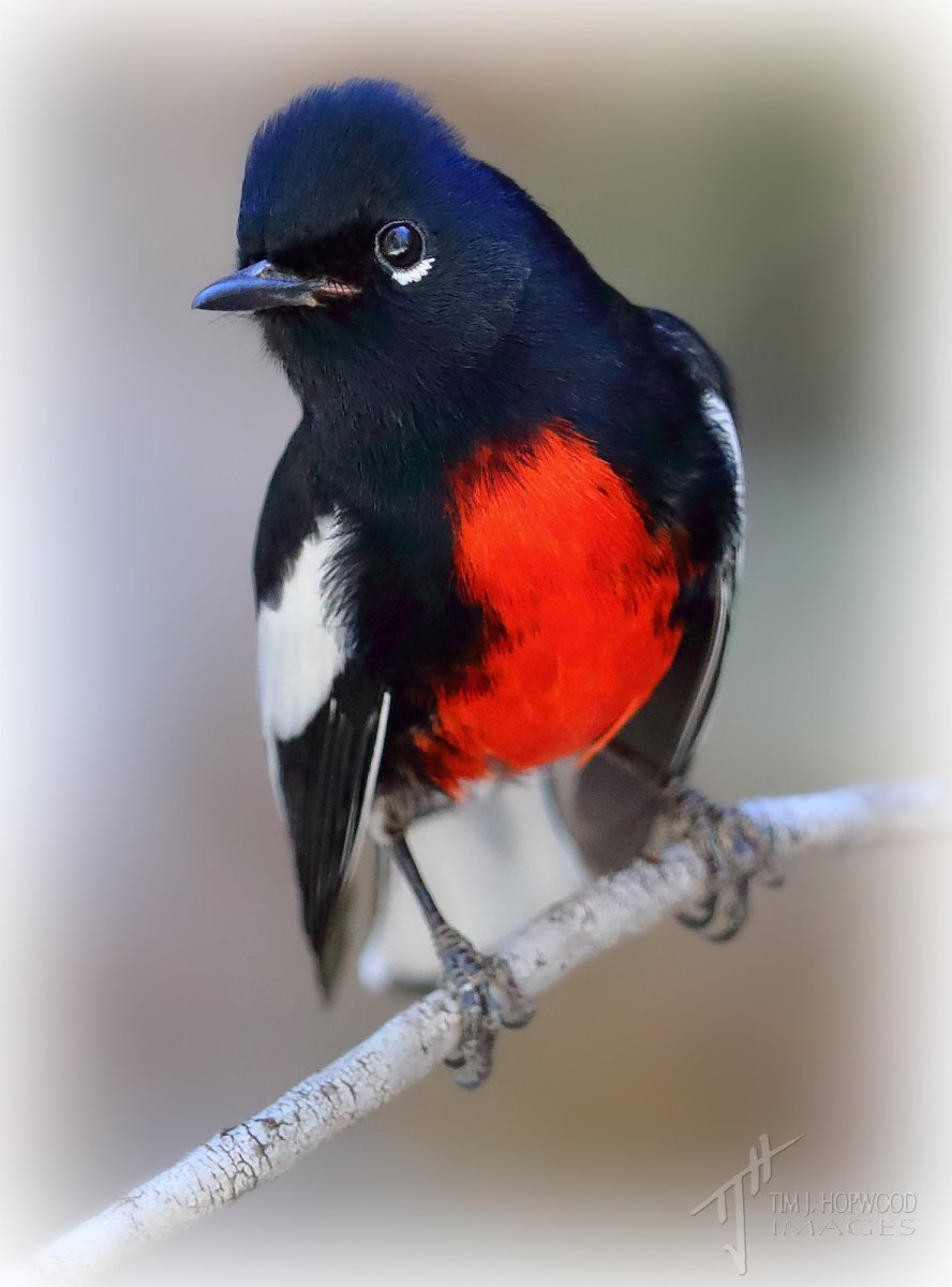 Вьюрковая птица с красной грудкой