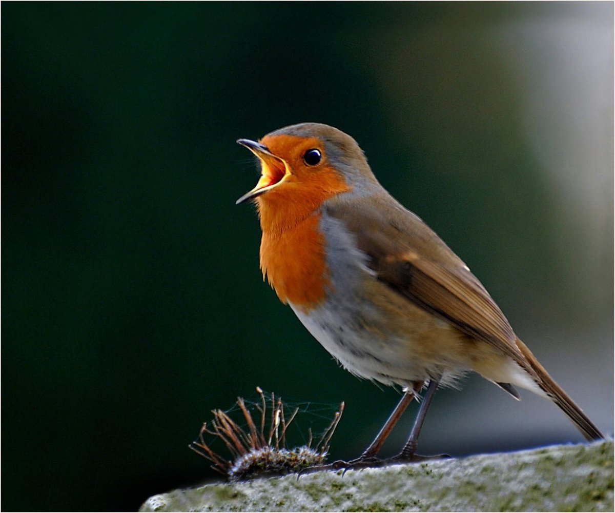 Красногрудый Соловей