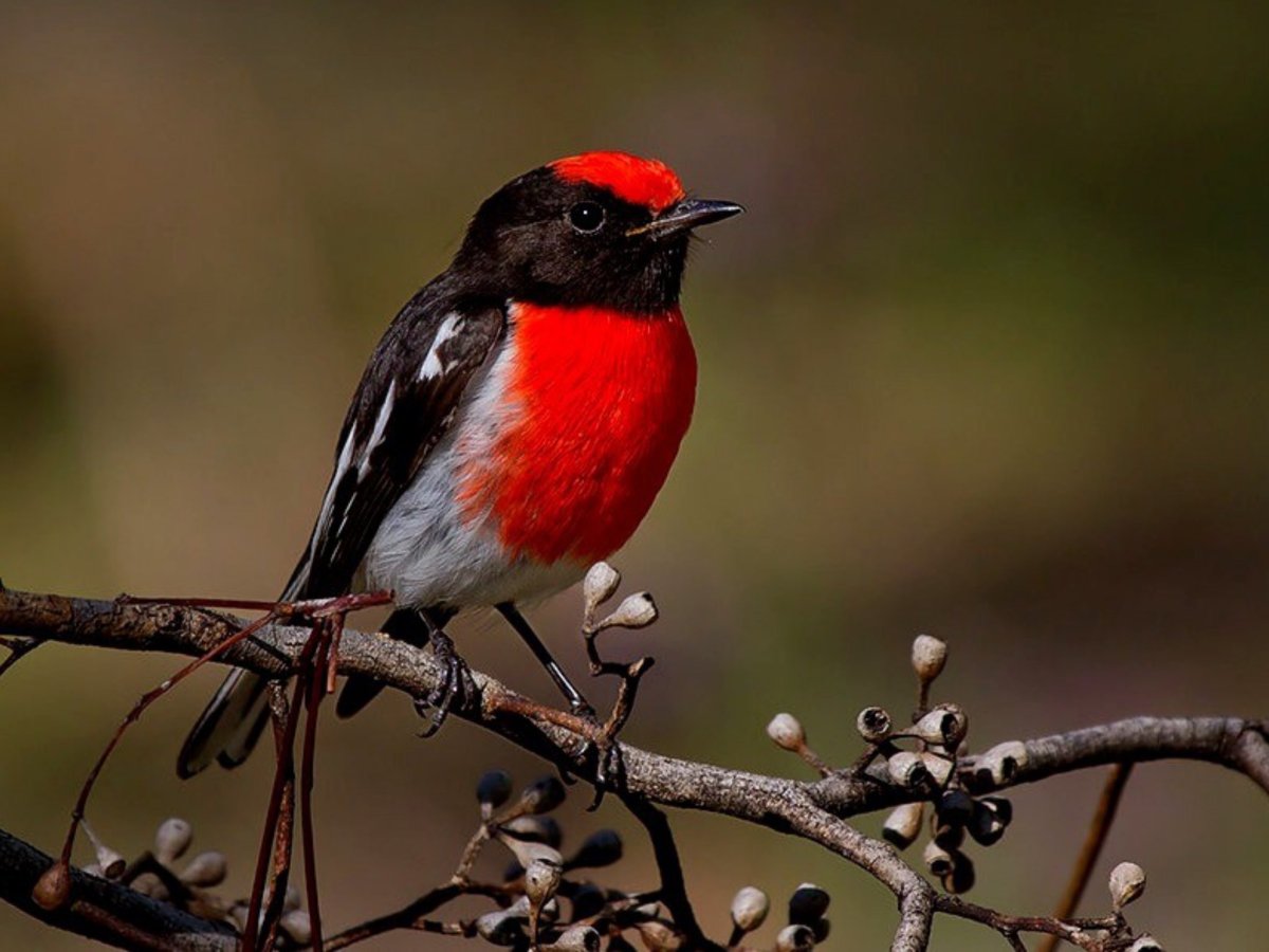 Певчие птицы Подмосковья Зяблик