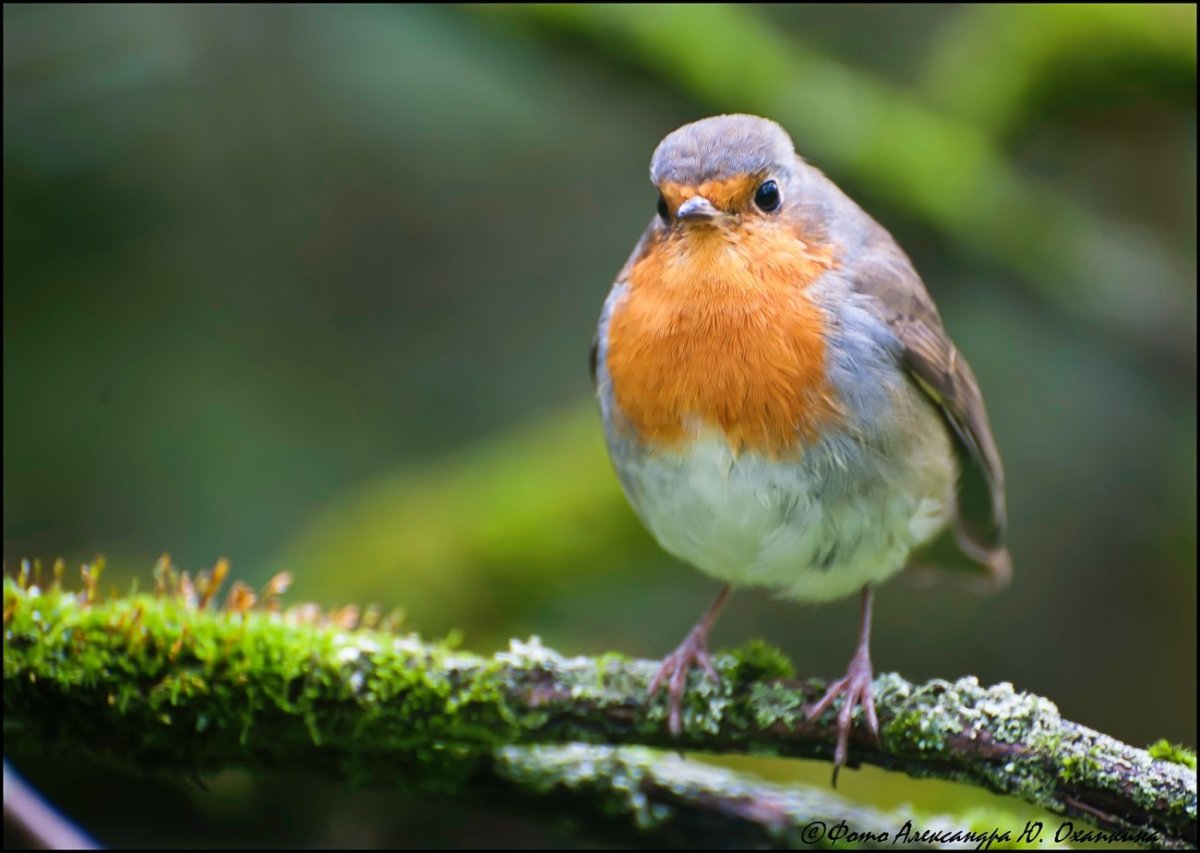 Красногрудый Соловей