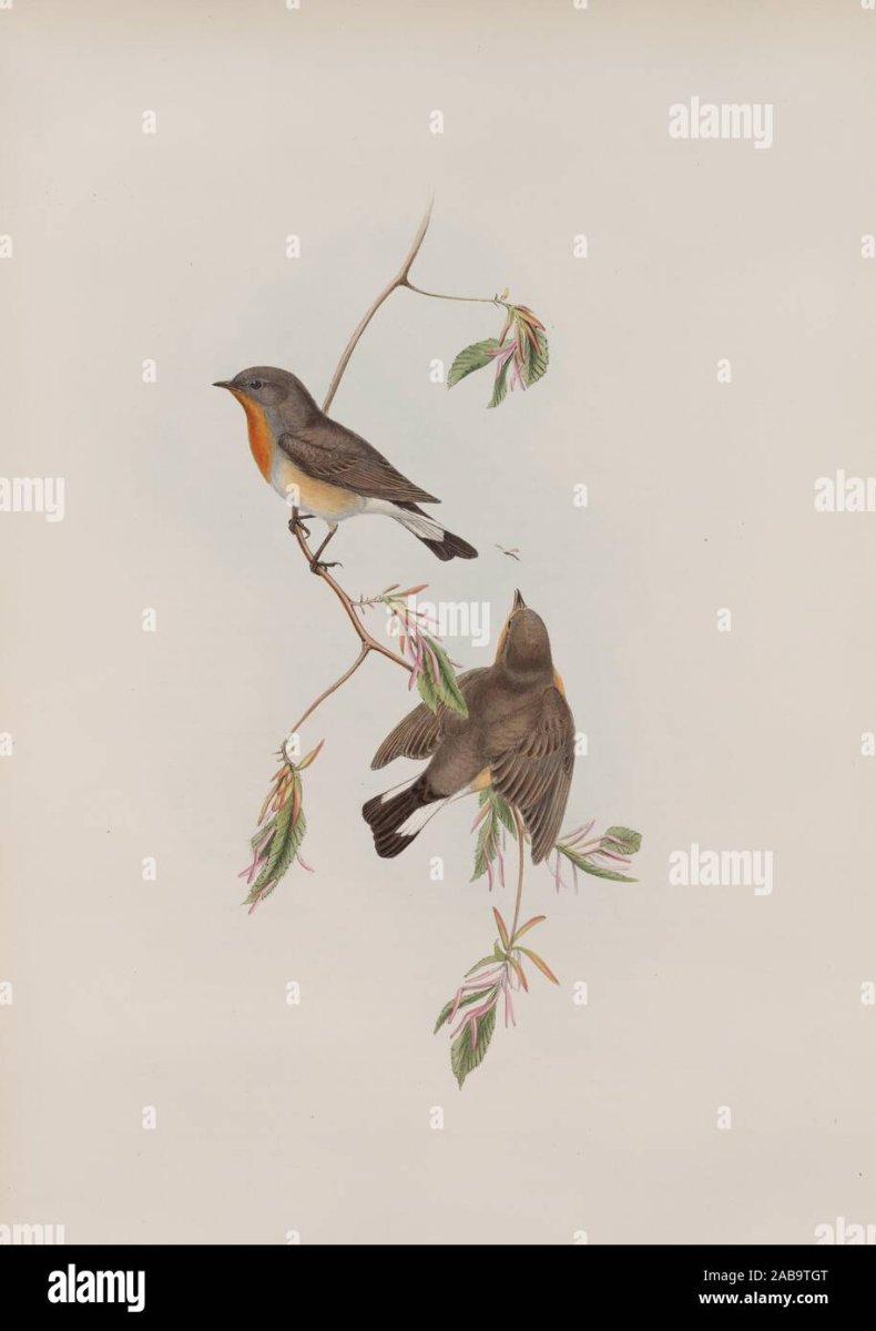 Малиновогрудая петроичка