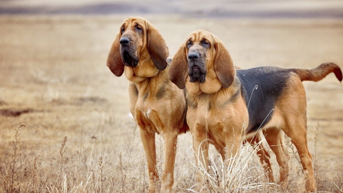 Фоксхаунд и Бигль