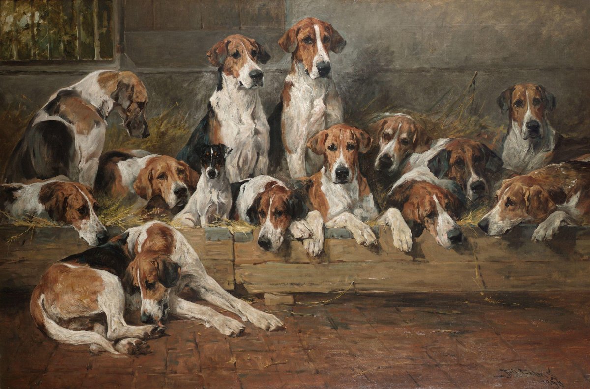 Бассет хаунд