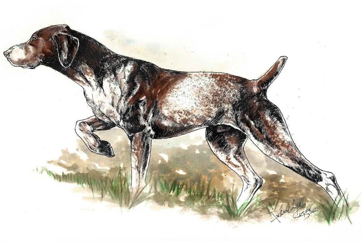 Картины с легавыми собаками