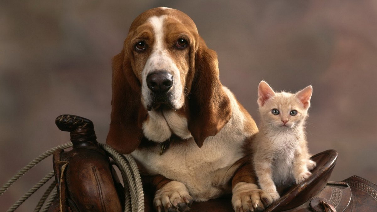 Кокер спаниель охотничий