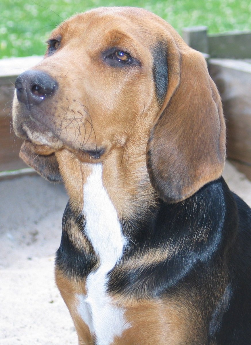 Кокер спаниель русский охотничий