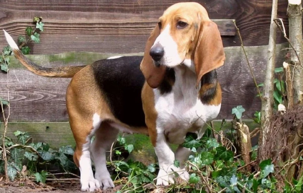 Фоксхаунд терьер