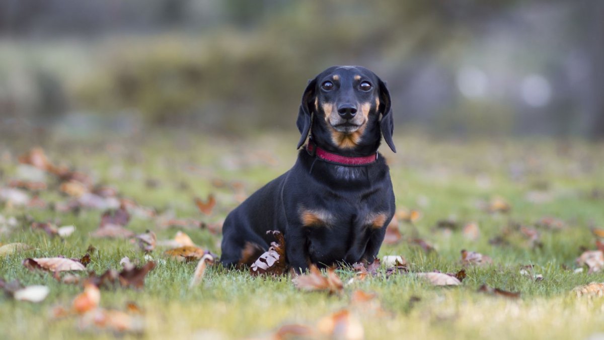 Порода Бассет хаунд
