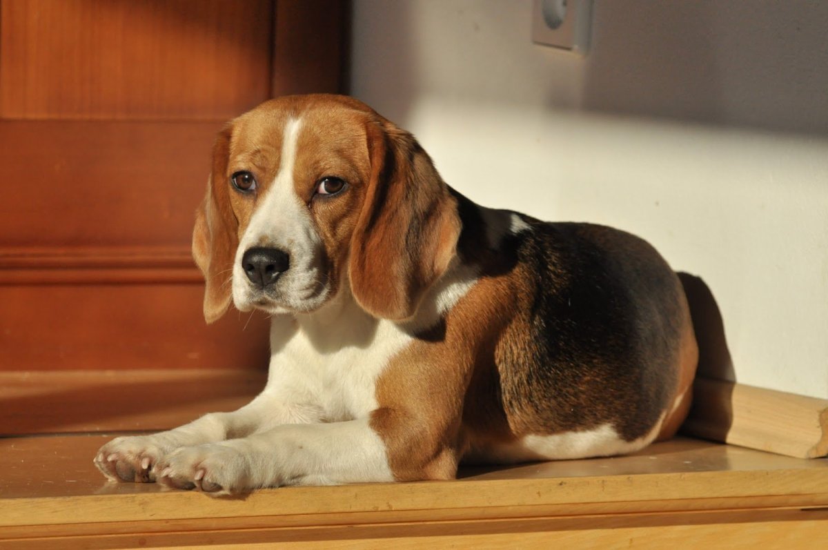 Вислоухая собака Бигль