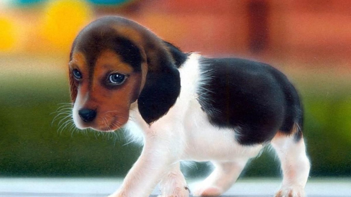 Покажи собачек