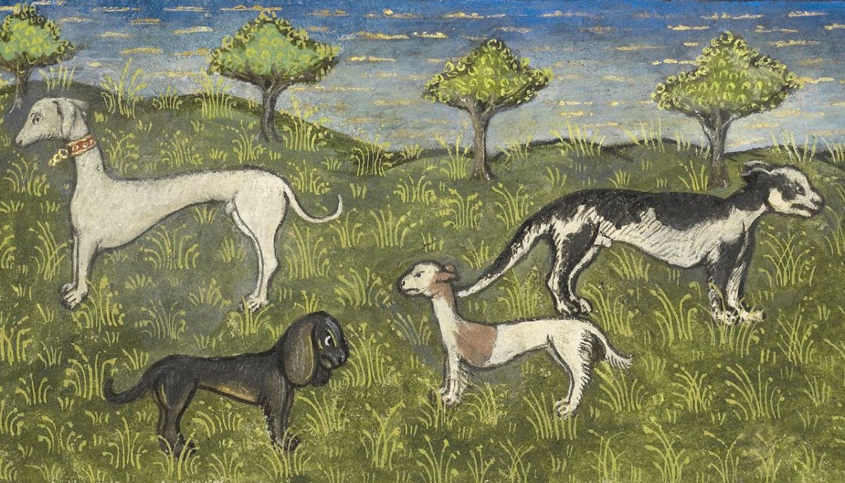 Английский Пойнтер псовая охота