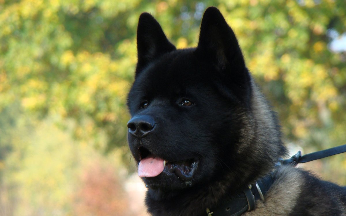 Хатико самый верный друг