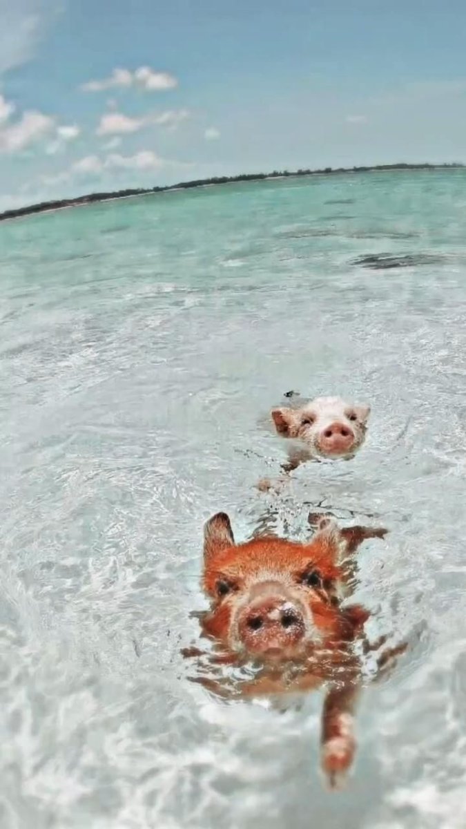 Поросята купаются