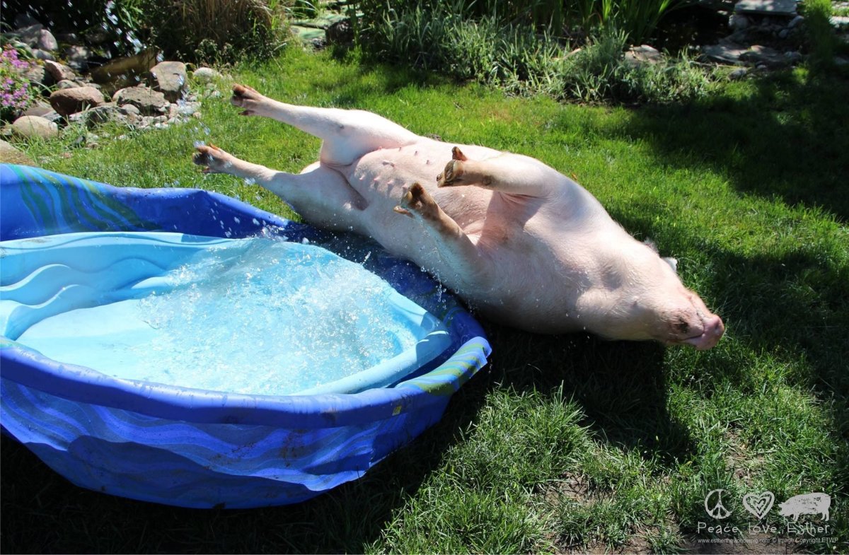 Остров Эксума Багамы свинки