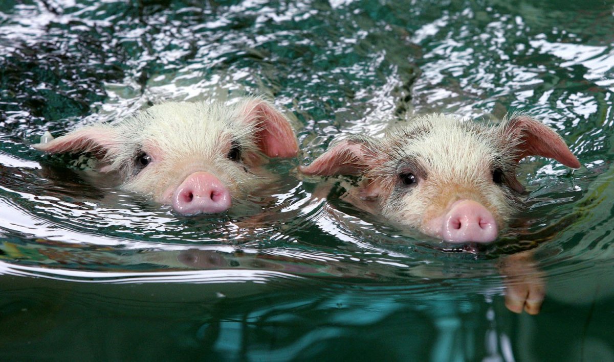 Свинья загорает