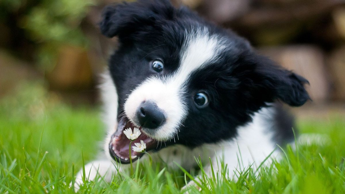 Бордер колли щенки