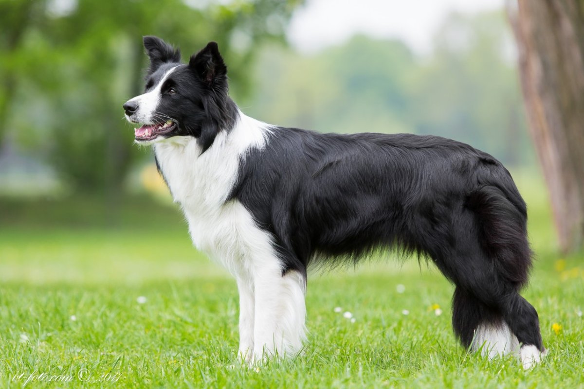 Бордер-колли фото