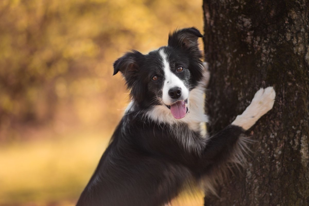 Бордер колли злой