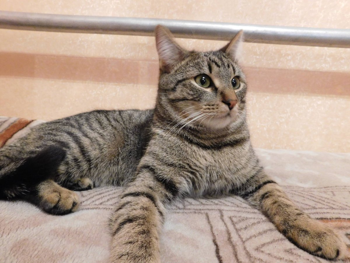 Бенгал Оцикет, Египетская МАУ