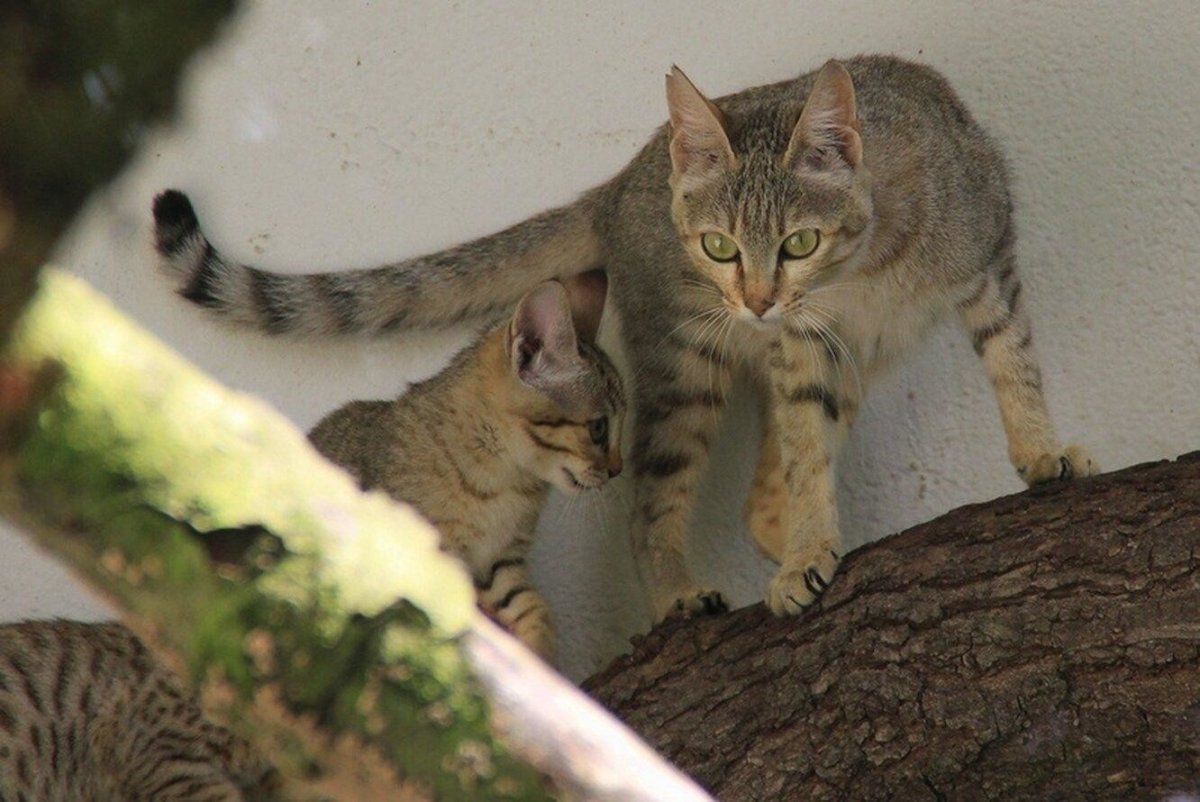 Гобийская серая кошка (Felis bieti)