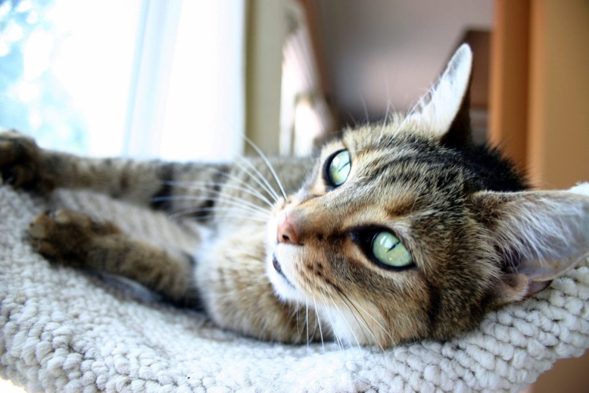 Кошка лакает