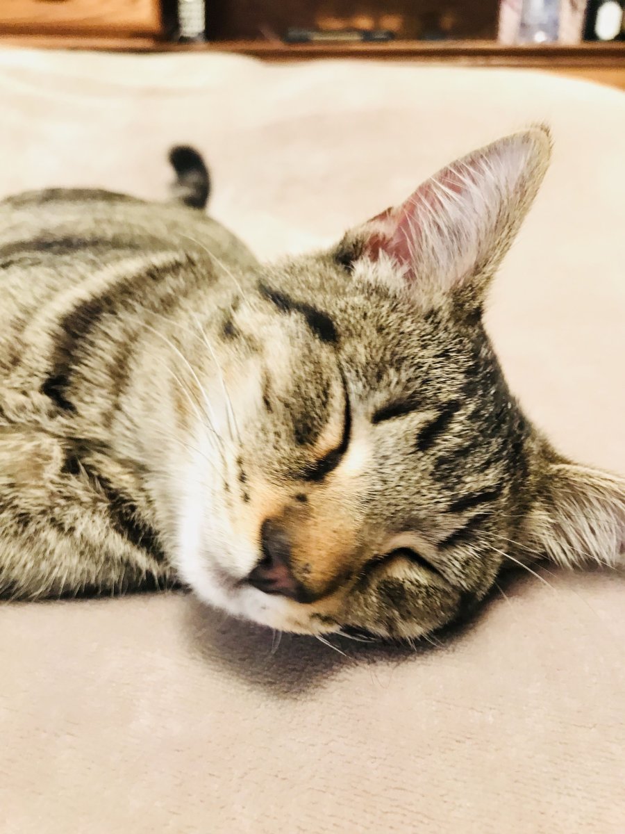 Европейская короткошерстная черепаховая