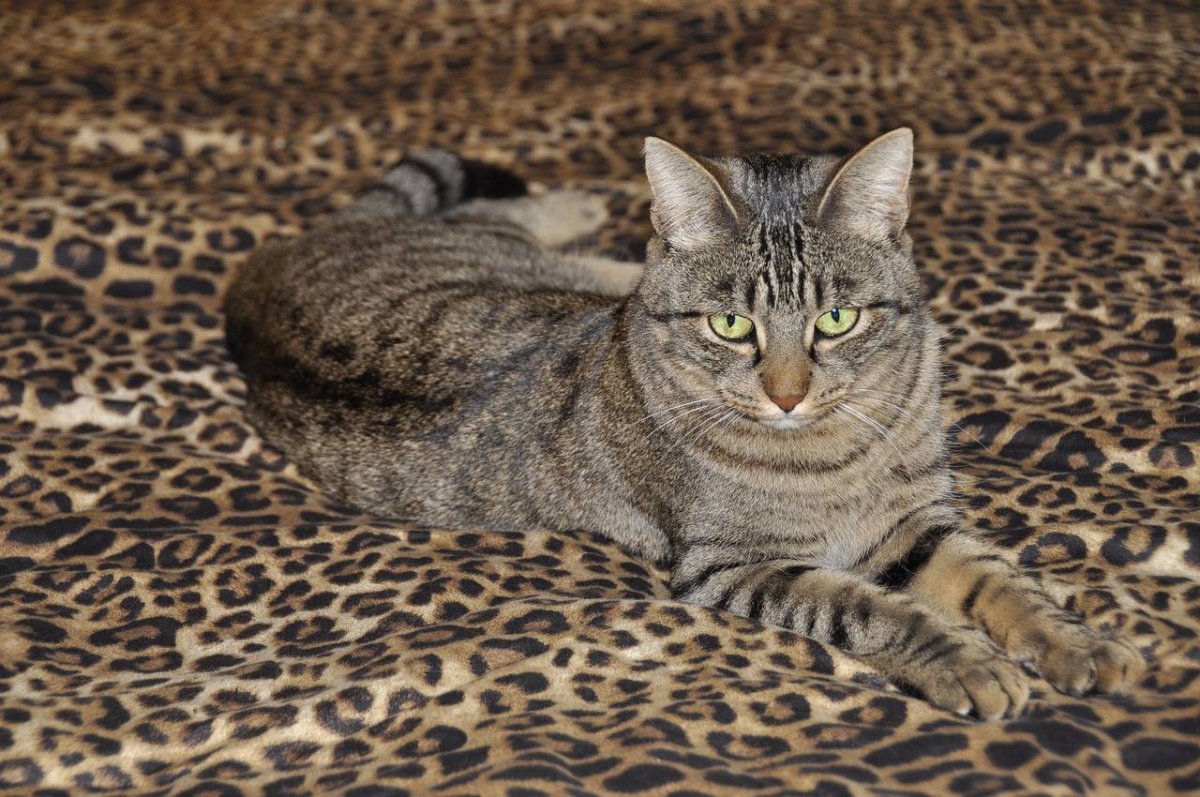 Кошка породы ли Хуа Мао