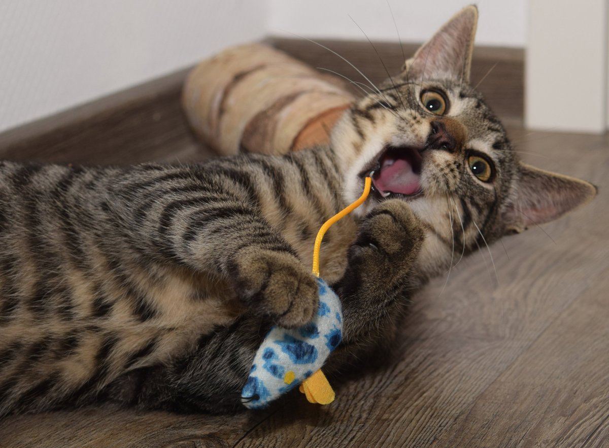 Ли Хуа порода кошек