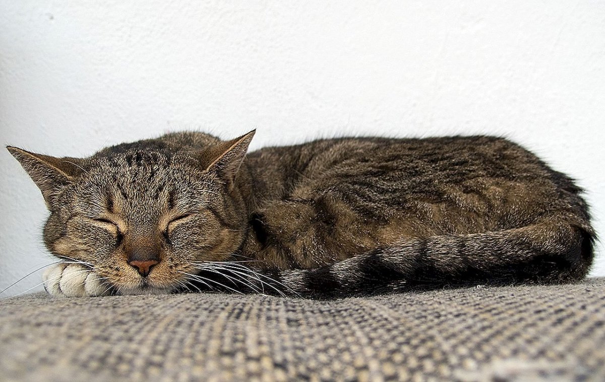 Stray Kids кошки Минхо