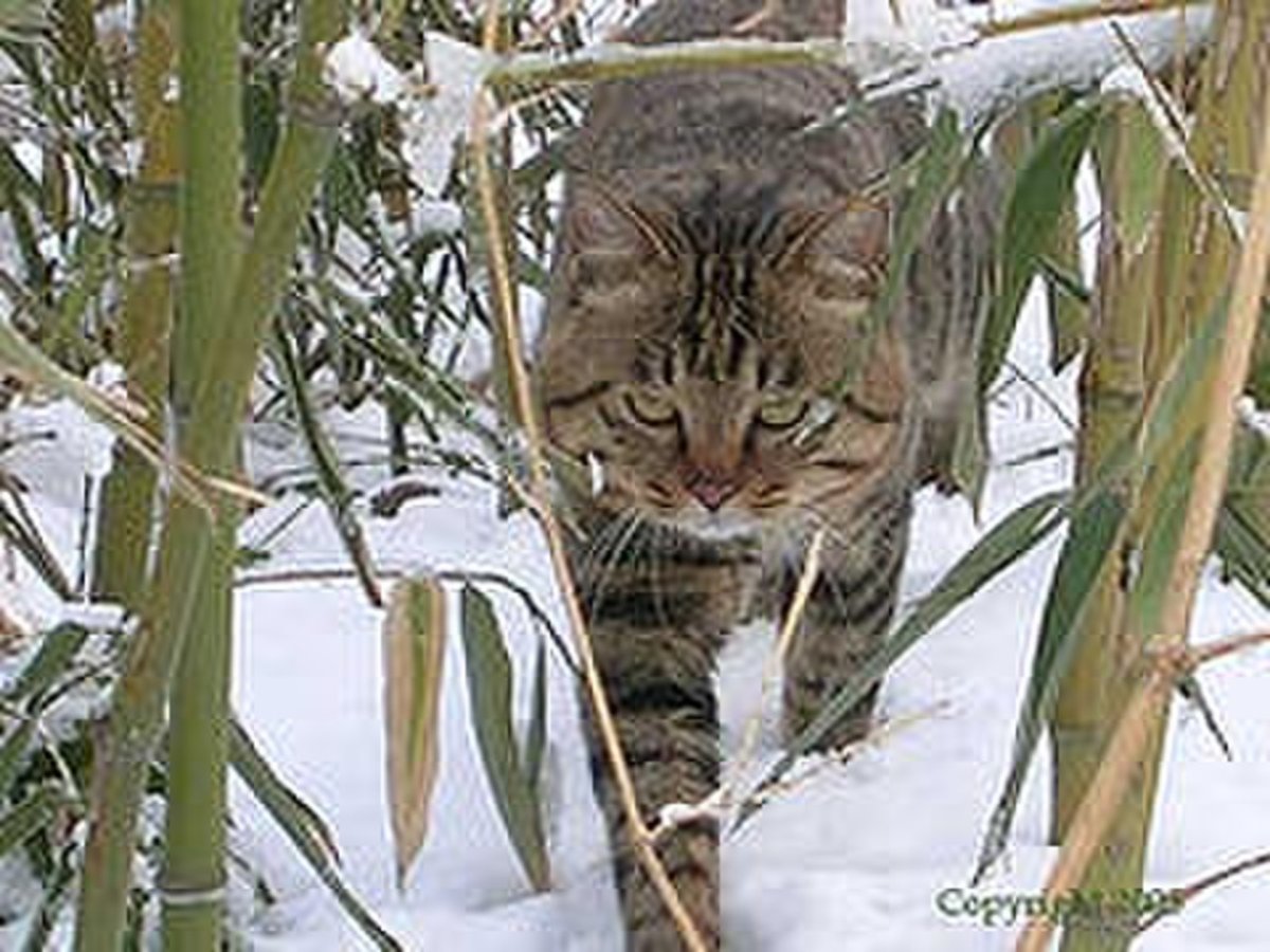 Табби макрель полосатый