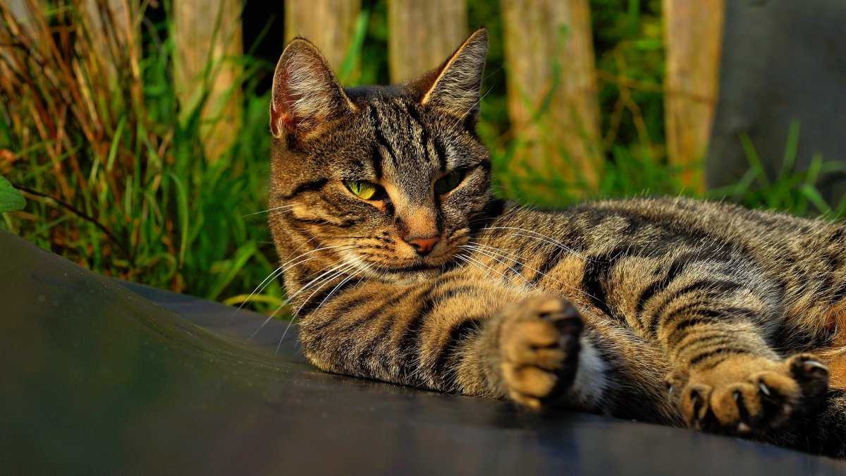 Ли Хуа порода кошек