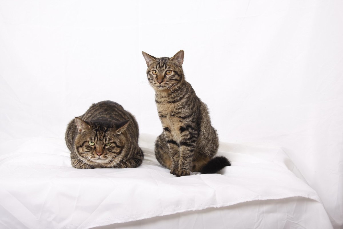 Кошка породы ли Хуа Мао