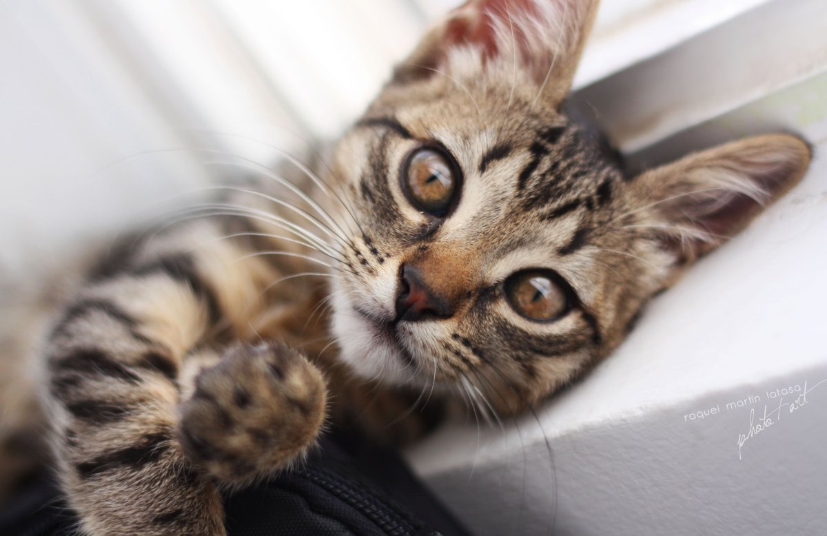 Лихуа кошка