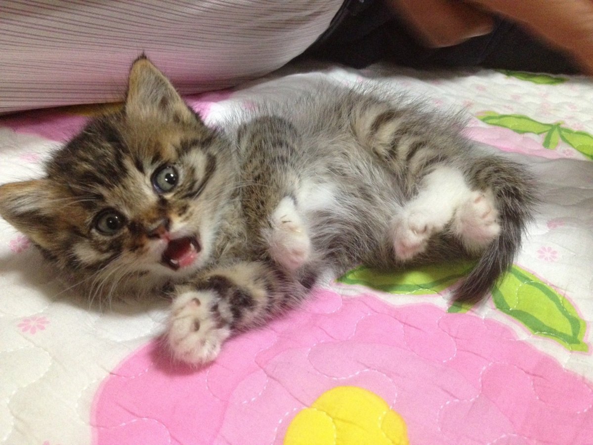 Дракон ли порода кошек