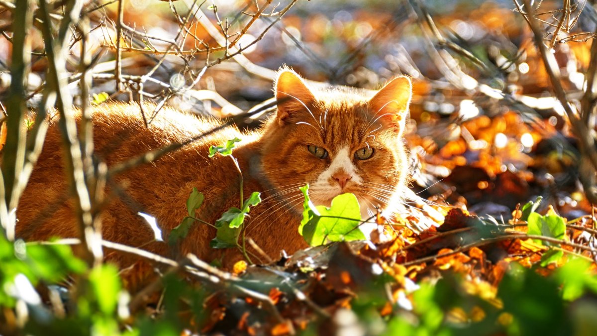 Рыжий кот осень