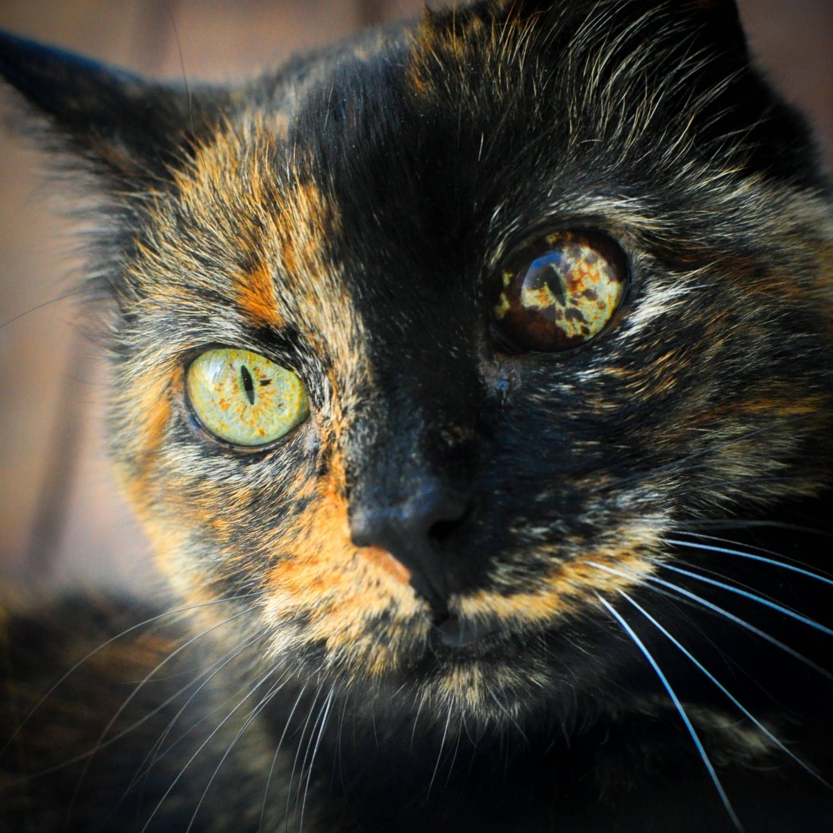 Британская черепаховая кошка