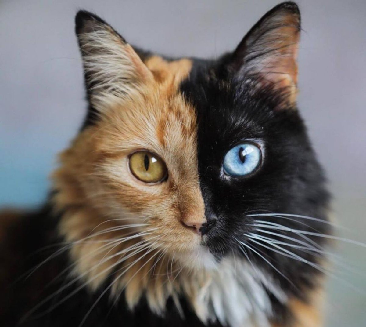 Двуликая кошка Венера