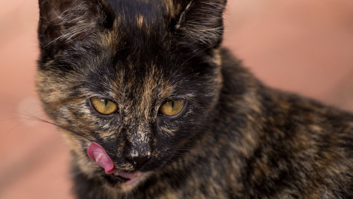 Черно рыжая черепаховая кошка