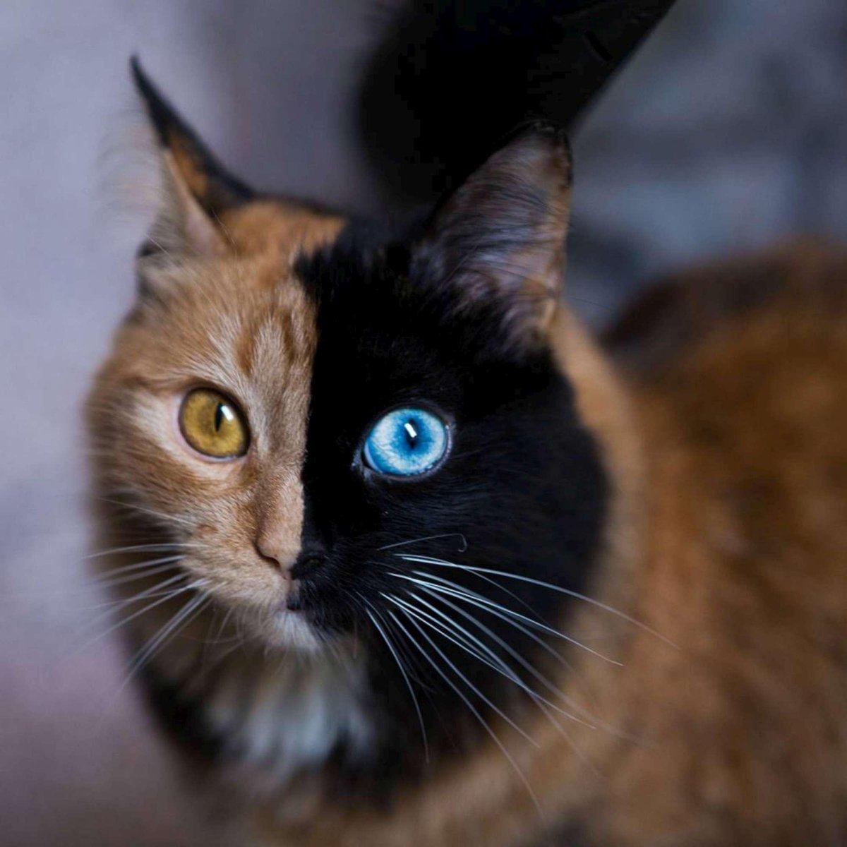 Селфи кота с собаками