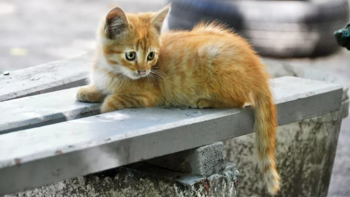 Рыжий котенок уличный