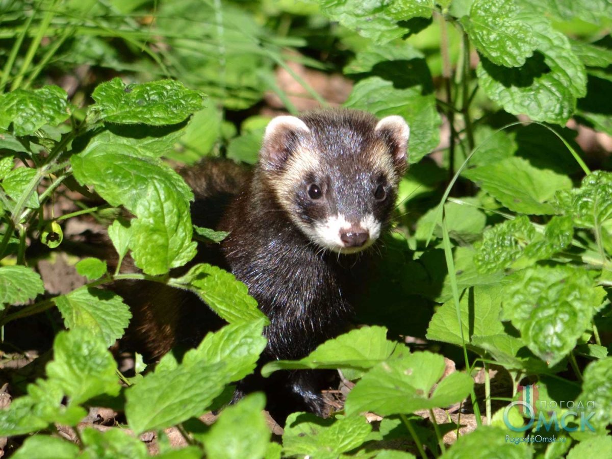 Горный хорек