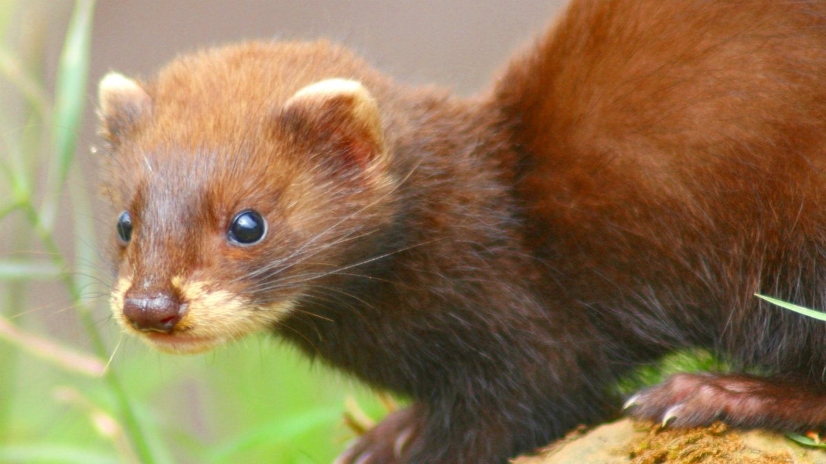 Американский или черноногий хорёк