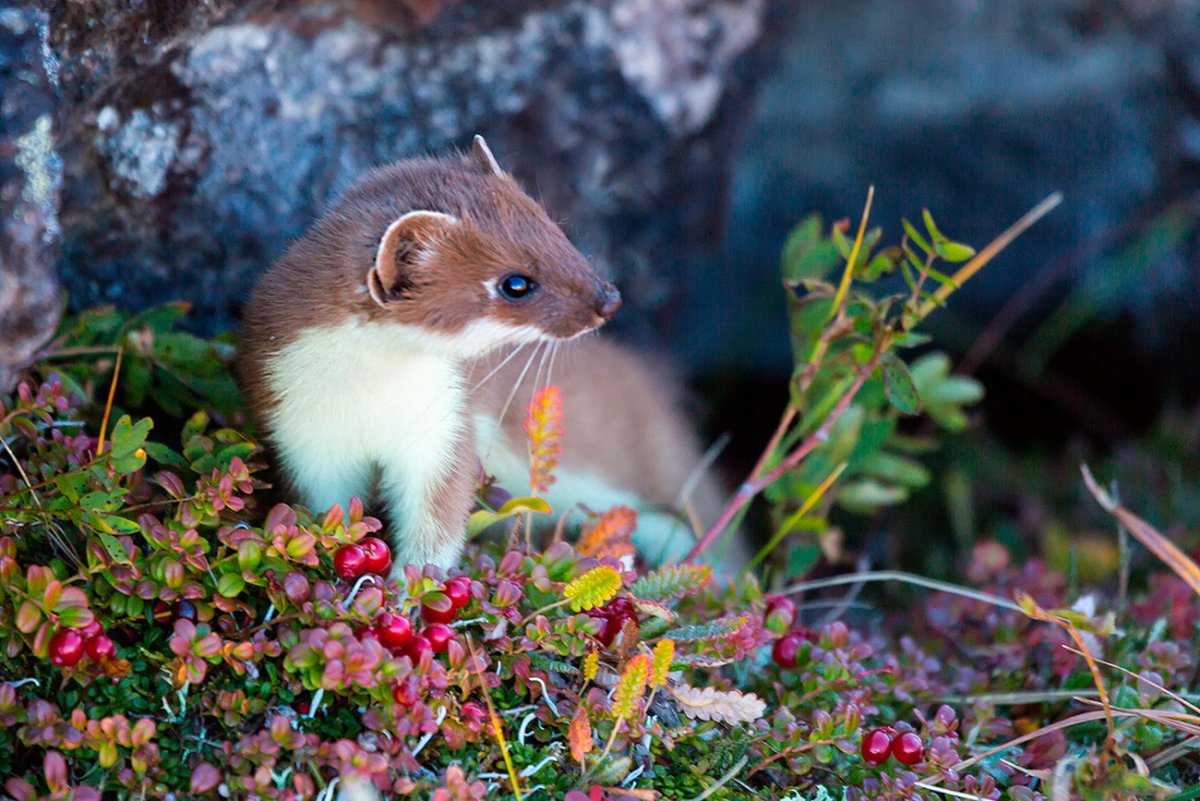 Черноногий хорек Северная Америка
