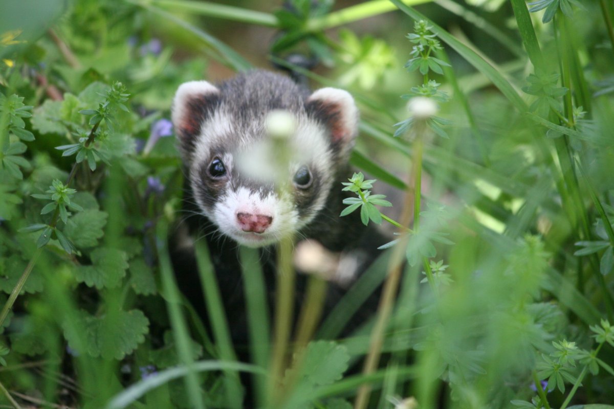 Американский черноногий хорек