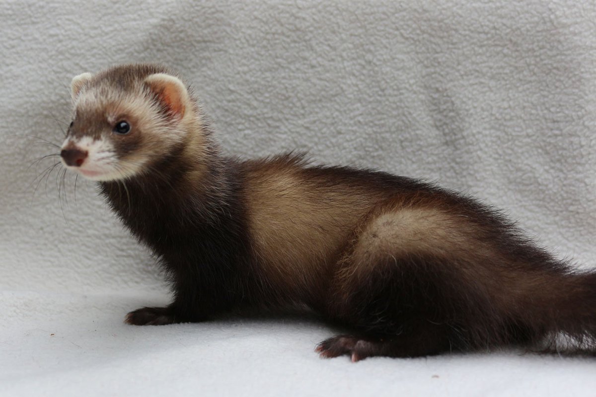 Черноногий хорек Северная Америка