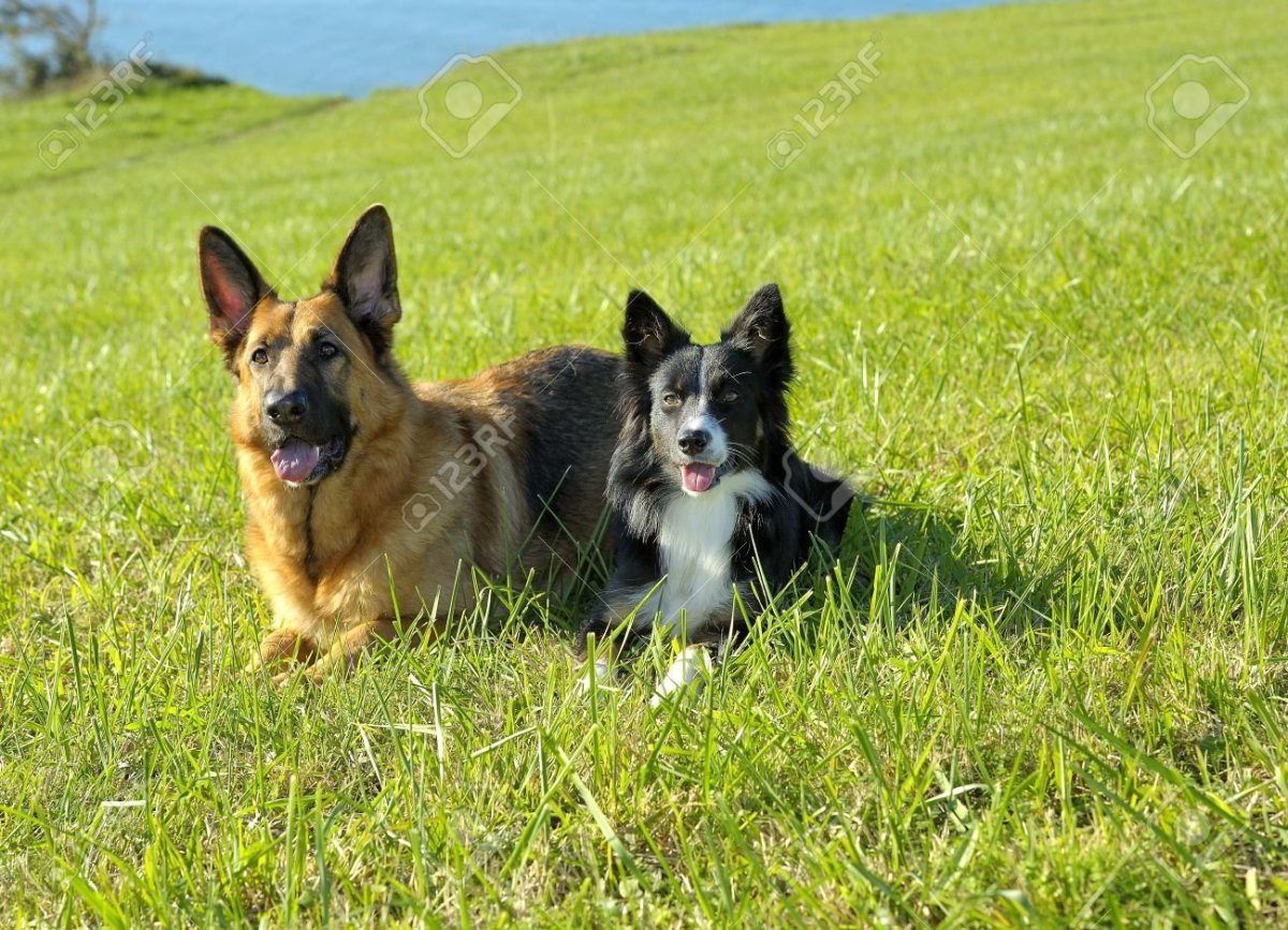 Метис грюнендаля и бордер колли