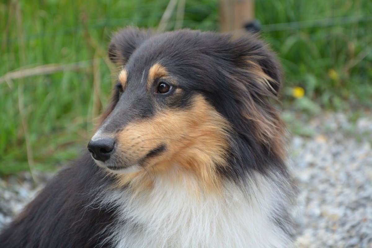 Метис бордер колли и немецкой овчарки